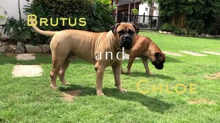 Brutus and Chloe Fawn Bullmastiffs at the Greatbull Villa..