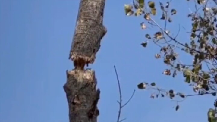 Can a slingshot really chop down a tree?
