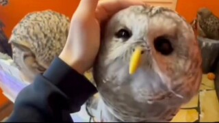 Green Tea vs. Tsundere③