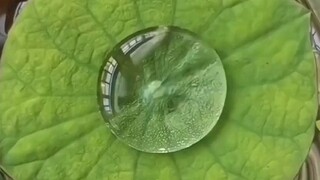 Water Droplets Trapped on Lotus Leaves