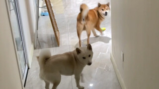 ลูกชายตัวโตของแม่ (มีอะไรก็บอกมาเลย)