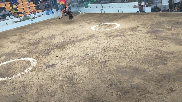 my 1 time winner Hybreed lines Lose 😅🤗