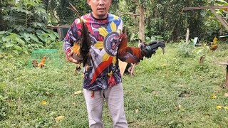 tamang sparring