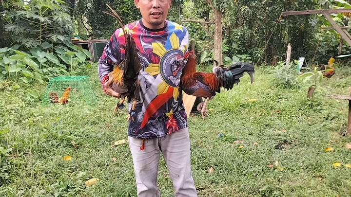 tamang sparring