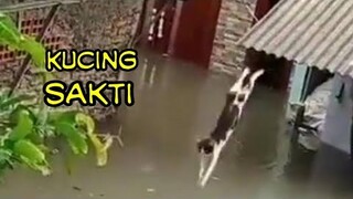 KUCING LUCU 😹 Video Kucing terlucu 2021 bikin ketawa ngakak | Kucing imut