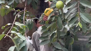 Andai saja aku punya delapan mulut!