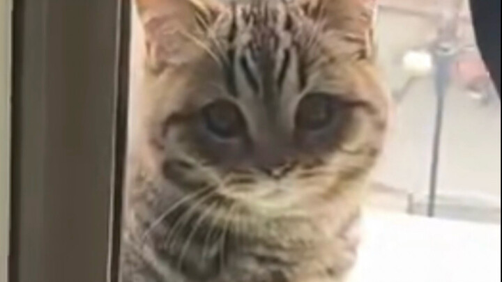 Hanya butuh 0,1 detik untuk menyukai kucing ini.