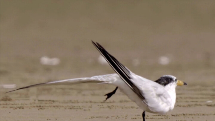 Chinese Crested Tern—A National Level-I Protected Animal! With fewer than 100 individuals worldwide,