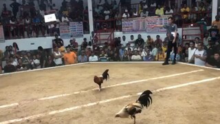 WIN Popeye gray Gray(3COCKDEBY)#MagilasCockpitArena#OrientalMindoro#Maxrillgamefowls