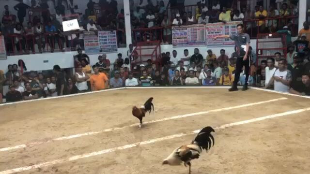 WIN Popeye gray Gray(3COCKDEBY)#MagilasCockpitArena#OrientalMindoro#Maxrillgamefowls