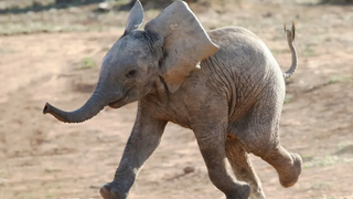 การรวบรวมวิดีโอลูกช้างที่ตลกและน่ารักที่สุด