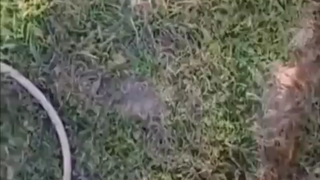 是不是能治脚气