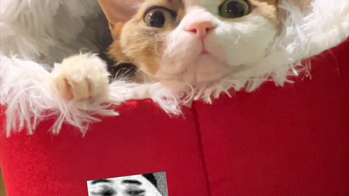 Apakah sistem bahasa kucing hitam di akhir video ini mengalami bug? "Guruluruwa," bahasa kucing saya