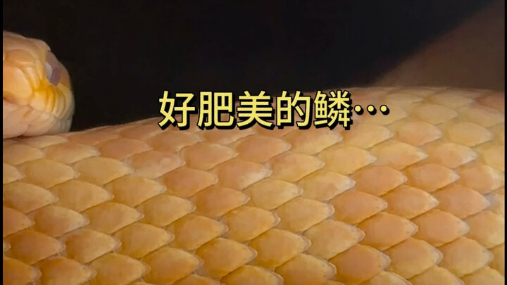 蛇被我养得像苞米粒…