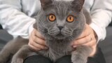 Kucing British Shorthair