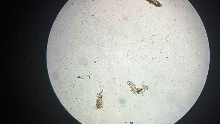 Viewing of microbes under a microscope. #Ka-Bio