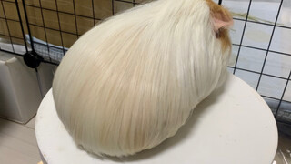 [Animals]A Guinea pig taking a shower