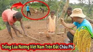 Tập 192:Người Châu Phi đầu tiên Trồng lúa Nương của Việt Nam||2Q Vlogs Cuộc Sống Châu Phi