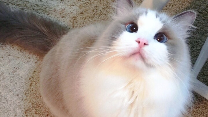 เจ้าเหมียวเสี่ยวเม่ยกลางดึกคาบไม้ล่อแมวมาอ้อน คุณยังกล้าจะนอนอยู่ได้ไง?! รีบลุกไปเล่นกับมันเดี๋ยวนี้