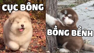 Combo Mắt Hí Chân Ngắn Ngốc Nghếch Nhưng Đáng Yêu Quá Chừng 😘 | Pets TV