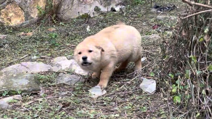 Si gemuk kecil tetangga sudah dikirim ke kerabatnya—imut banget, langsung jatuh cinta pada pandangan