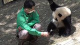 Panda Fubao jatuh dari atas pohon, pengasuh lekas menghiburnya