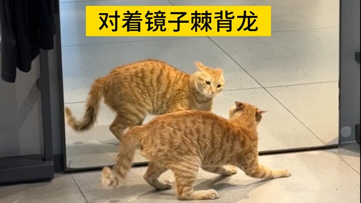 高燃！哈基米 vs 米基哈