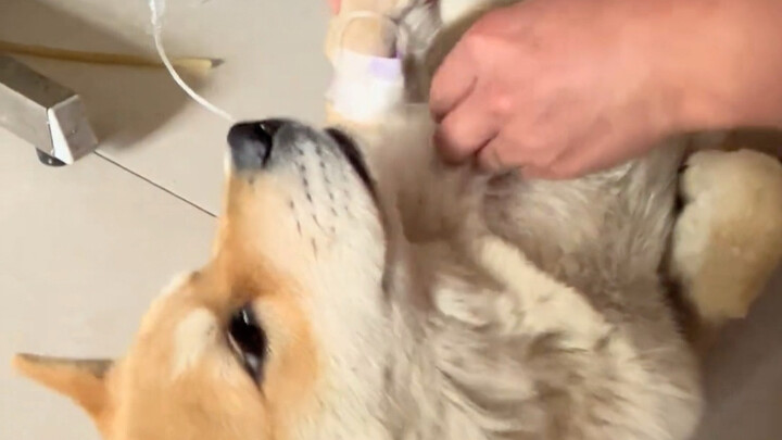 Anjing bodoh, zamannya sudah berubah, sekarang bisa disembuhkan.