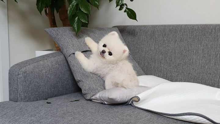 After being scolded by its owner for misbehaving, the dog suddenly started acting cute.
