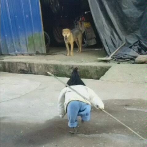Dog: I was terrified.