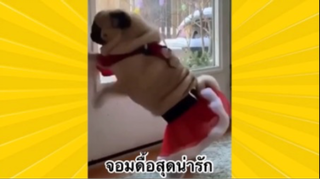 สัตว์เลี้ยงเพื่อนขนปุย: จอมดื้อสุดน่ารัก
