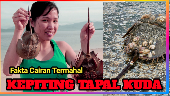 Fakta dan data kepiting berdarah biru