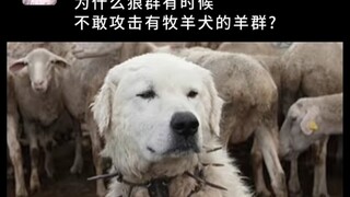 为什么狼群不敢攻击有牧羊犬的羊群?