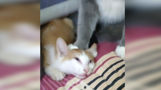 橘猫：我的头，可不是面团捏的，你可得用劲了~