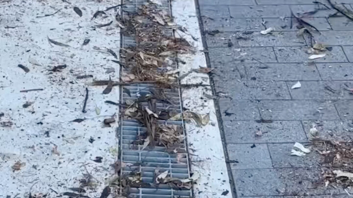 清理树叶合集