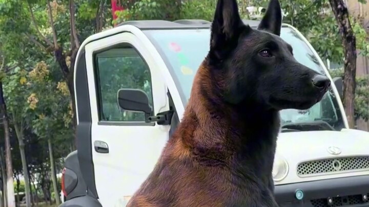 Why are German Shepherds so prevalent among today’s military and police dogs?