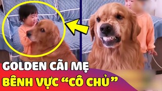 Hài hước chú Golden 'RA TAY BÊNH VỰC' khi nhìn thấy cô chủ nhỏ 'BỊ MẸ MẮNG' 😅 | Gâu Đần