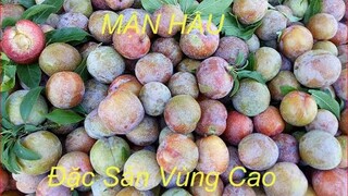 Vườn Mận Sai Trĩu Cành Chín Đỏ Cây |ẩm thực tây bắc