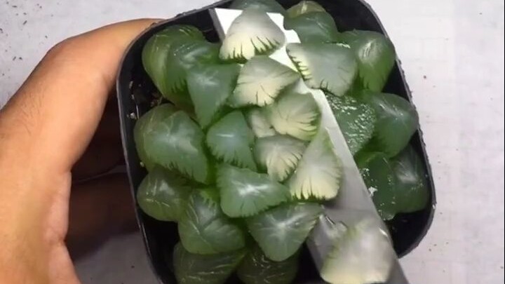 Để thỏa mãn sự tò mò của mọi người, hôm nay mình sẽ bổ một viên Ngọc Lộ cho các bạn xem!