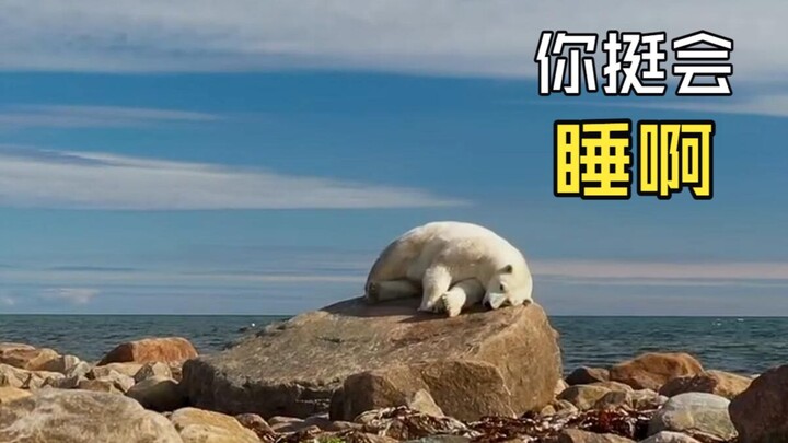 วิดีโอบันทึกสัตว์สุดมหัศจรรย์!