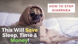 My Dog Has Diarrhea - How To Stop Diarrhea?