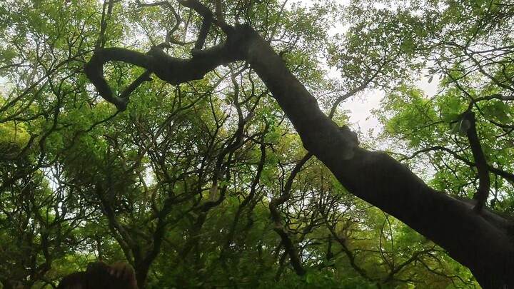 Ratargul Swamp Forest Tour by Boat. Sylhet, Bangladesh