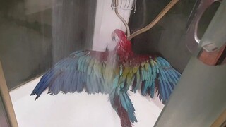 This parrot may be more self-conscious about bathing than many people 🤔