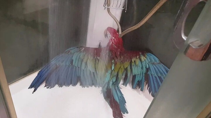 This parrot may be more self-conscious about bathing than many people 🤔