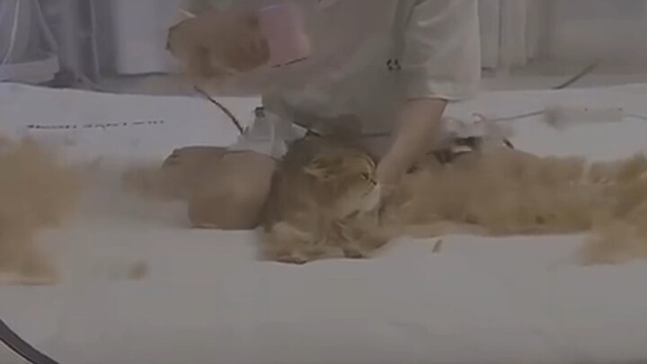 “Making a Gift for Cats Using Cat Fur”