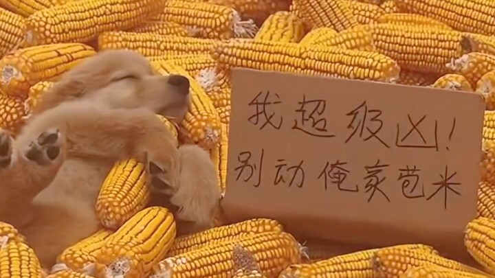 "Penghargaan Kelakuan Membingungkan Hewan❹❻"