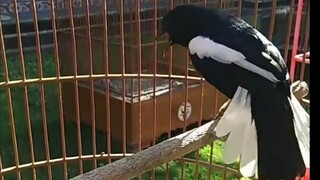 kacer bali gacor.ngeplay,by tedy kakul