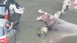 Hippo: Is the takeaway delivered?