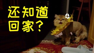 กลับบ้านจากการเดินทางถูกแมวจับได้ทันที ตาปรือๆ ด่าออกไปเลยว่า: ดูสิตอนนี้กี่โมงแล้ว? 【สองคนหนึ่งหมา】