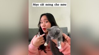 Mẹo cắt móng cho mèo meow mèocute meohay cat meomeo mèo